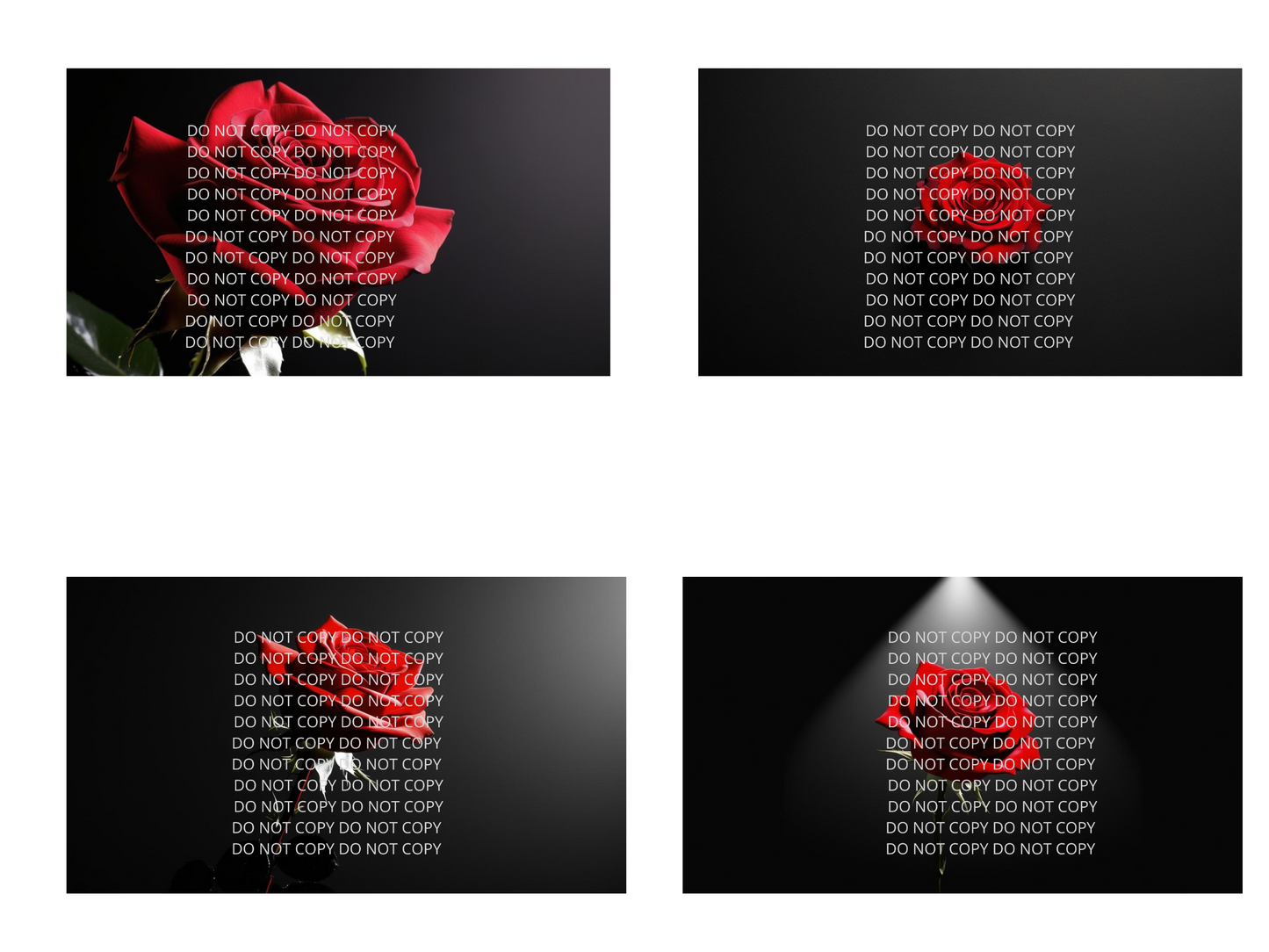 Red Rose with Black Background Digital Art in PDF SVG PNG File Formats