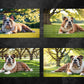 English Bulldog Digital Art in PDF SVG PNG File Formats
