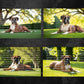 Boxer Dog Digital Art in PDF SVG PNG File Formats