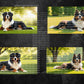 Bernese Mountain Dog Digital Art in PDF SVG PNG File Formats
