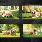 Golden Retriever Digital Art in PDF SVG PNG File Formats
