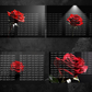 Red Rose with Black Background Digital Art in PDF SVG PNG File Formats