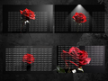 Red Rose with Black Background Digital Art in PDF SVG PNG File Formats
