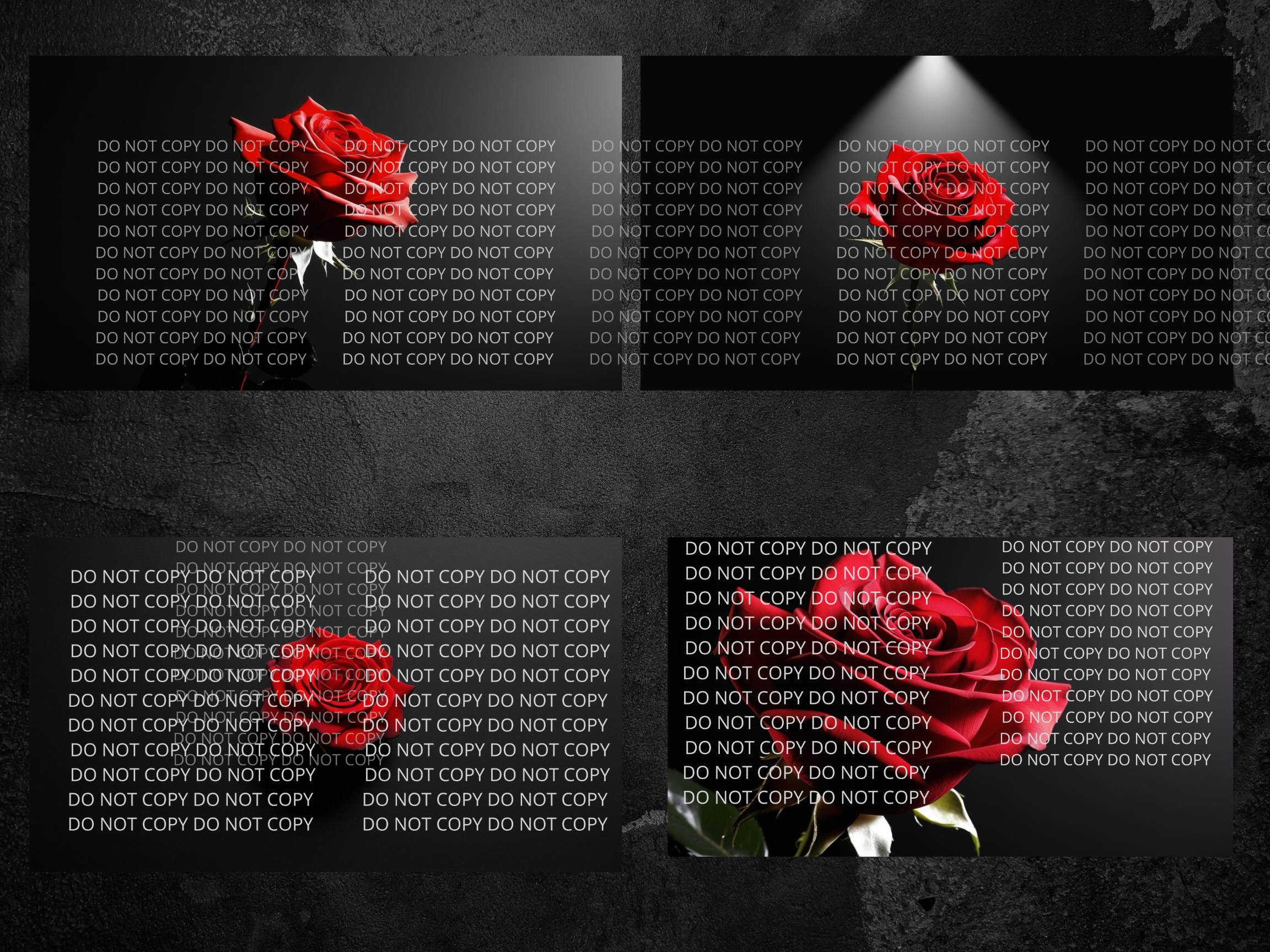 Red Rose with Black Background Digital Art in PDF SVG PNG File Formats