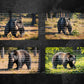 Black Bear in Woods Digital Art in PDF SVG PNG File Formats