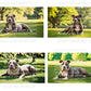 Pitbull Digital Art in PDF SVG PNG File Formats