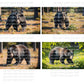 Black Bear in Woods Digital Art in PDF SVG PNG File Formats