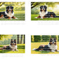 Bernese Mountain Dog Digital Art in PDF SVG PNG File Formats