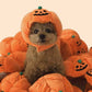 Halloween Pet Jack-O-Lantern Costume Hat